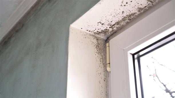 Professional Mold Remediation in Woodstown, NJ