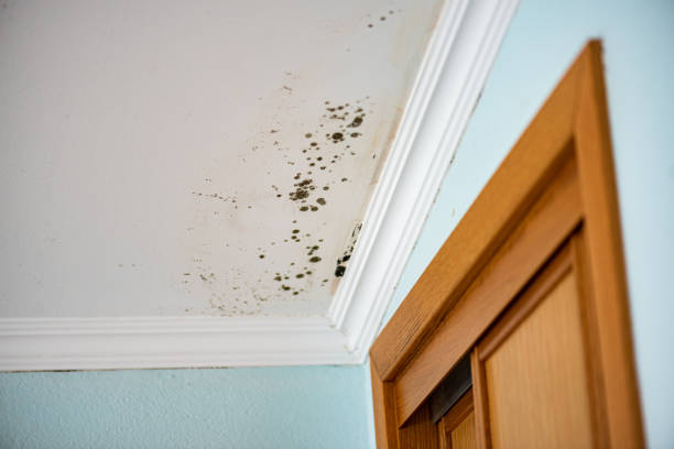 Best Emergency Mold Remediation in Woodstown, NJ