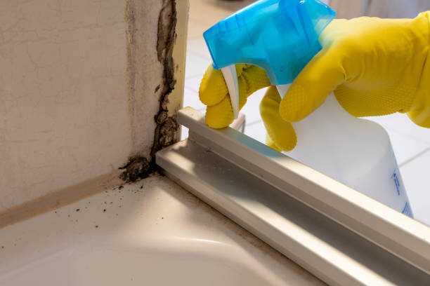 Best Crawl Space Mold Remediation in Woodstown, NJ