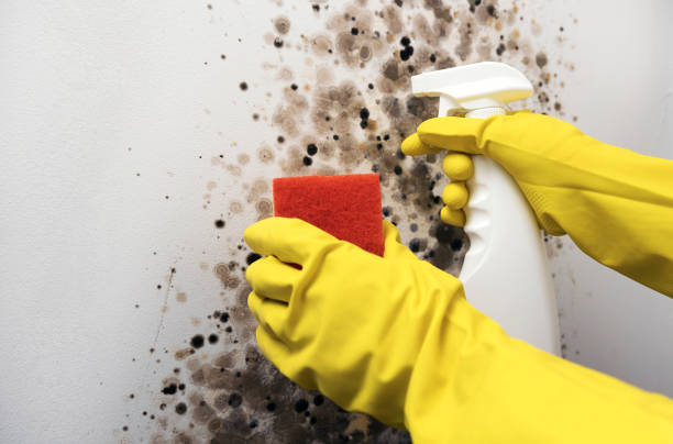 Best DIY Mold Remediation Support Services in Woodstown, NJ