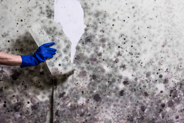Best Residential Mold Remediation in Woodstown, NJ